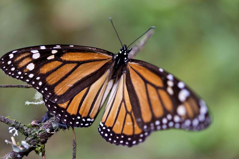 mariposas google doodle