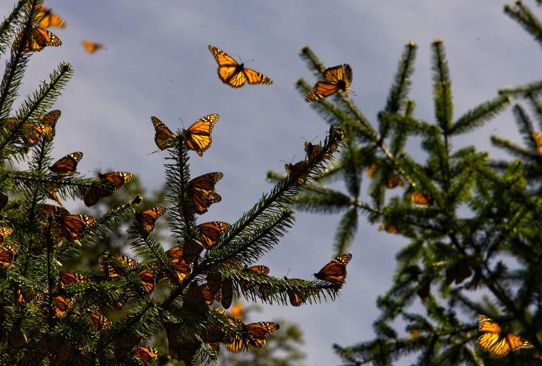 mariposas google doodle