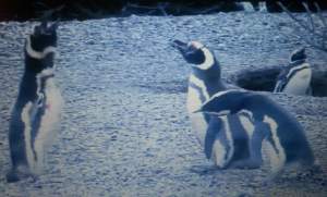 Los pinguinos protagonizan una historia que mueve sentimentos humanos (National Geopgraphic)