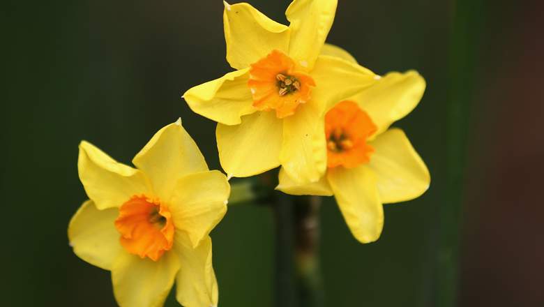 Primer Día de Primavera 2019: ¿A qué hora empieza?