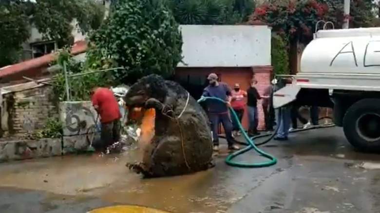 Encuentran 'rata' gigante en el canal de drenaje de Ciudad de México.