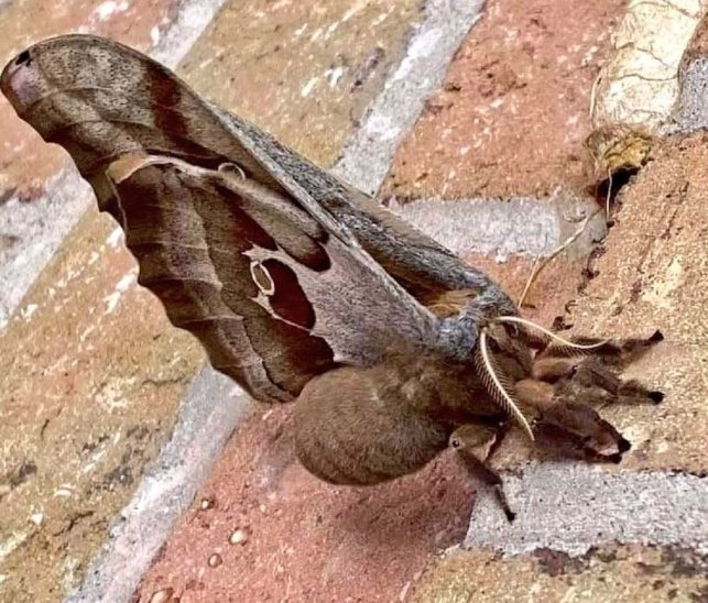 Imagen de la Antheraea polyphemus.