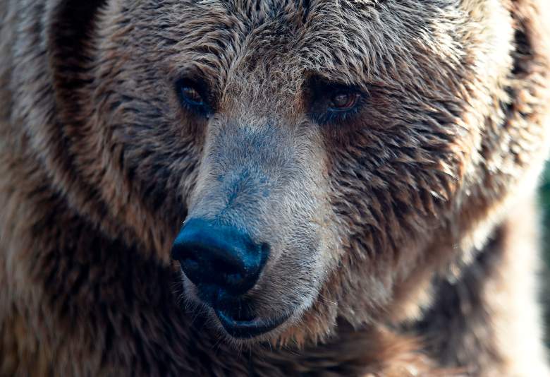 Oso mata a trabajador en zoológico