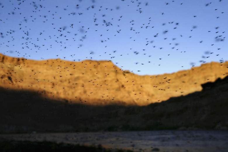 tornado-mosquitos-argentina