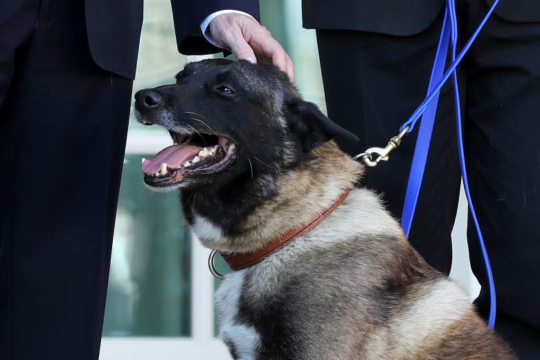 Policía de Salisbury maltrata a un perro policía k9