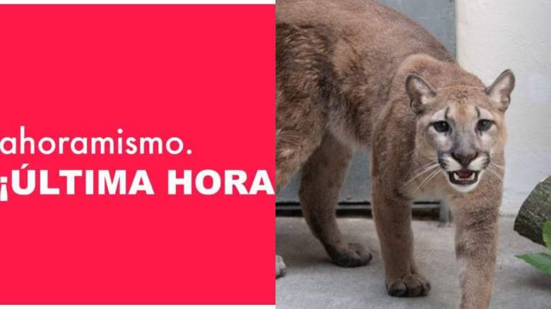 Puma salvaje