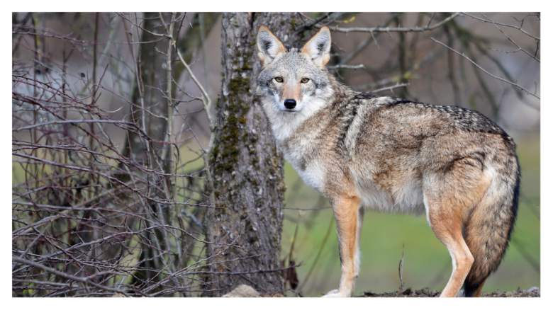 Coyote ataca a un gato en Texas [VIDEO VIRAL]