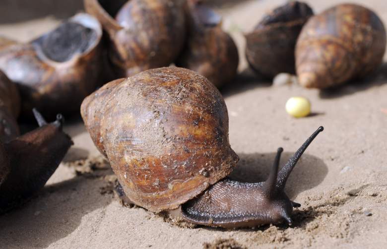 Caracol gigante impone cuarentena en el condado de New Port Richey