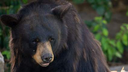 Un oso entra a una biblioteca y devora miel de Pooh